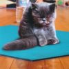 Yoga cat front at wholly frap