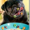 pug xoxo cereal front at wholly frap